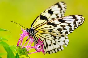 goodly white Butterfly Insect