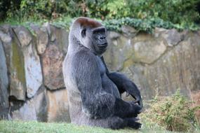 Gorilla Berlin Zoo