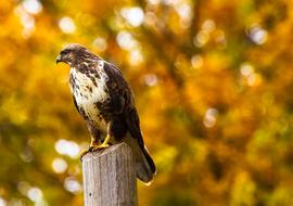 impressively beautiful Hawk Bird