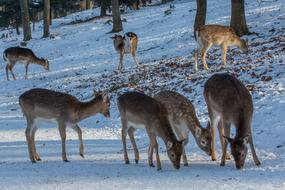 a flock of deer in the snow