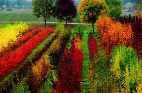 Fall Oregon Flowers