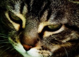 fabulous Cat Portrait