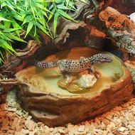 goodly Leopard Gecko Water