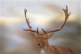 Drawing Colored Pencil