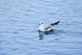 Seagull Water