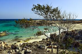 Beach Cove Tree