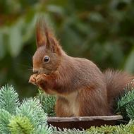 red Squirrel feeding on fir branch