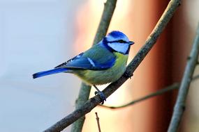 Blue Tit Bird Small