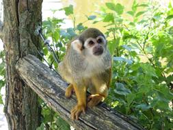 Monkey Marmoset in wildlife
