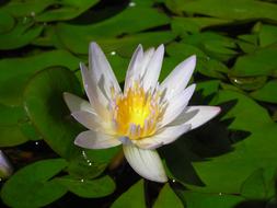 Lotus Nymphaea Alba Aquatic Plants