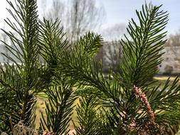 tree blossom plant green