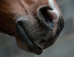 sweet brown horse mouth