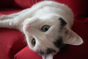 fabulous Pet Animals