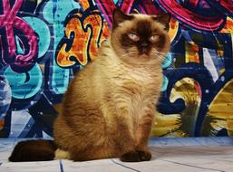 Cat British Shorthair graffiti wall