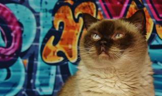 impressively beautiful British Shorthair