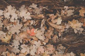Fall Autumn Leaves red