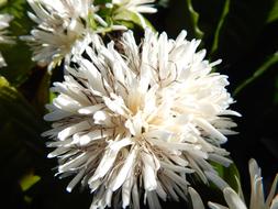 white gorgeous bud