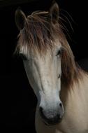 impressively beautiful Horse Mare