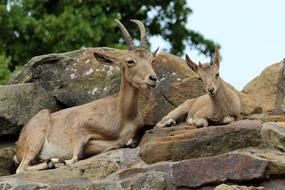 perfect Mammal Horns