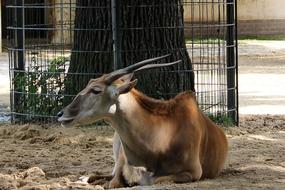 goodly Mammal Horns