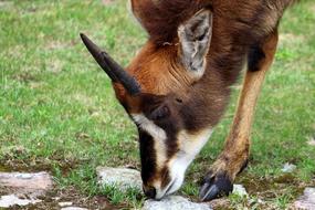 brown animal with horns in the pasture close up