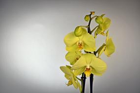 Orchid Flower Blossom