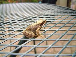 cute frog on a chair