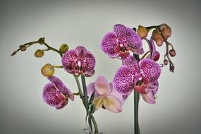 Orchid Flower Blossom