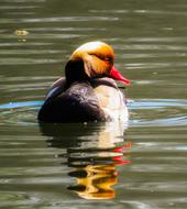 colorful Duck on Water