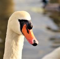 Swan Bird face