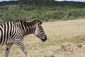 impressively beautiful Zebra Mammal