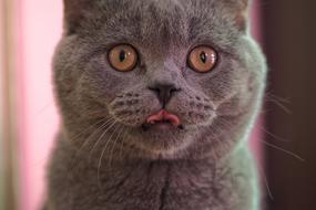 photo of a smoky domestic cat with his tongue hanging out