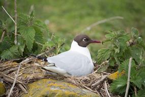 black-headed gull sits in a nest