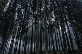 dark Forest Nature