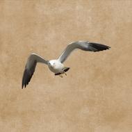 Bird Seagull Plumage