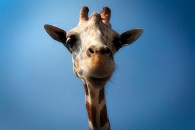macro photo of the head of a giraffe cub