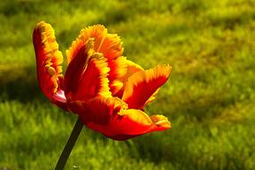 Flower Plant Nature A Garden