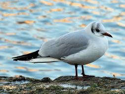 side view of black-headed gull at water