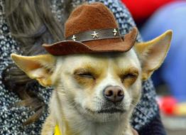 fabulous Dog Hat