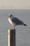 Herring Seagull