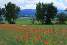 Field Landscape Poppies