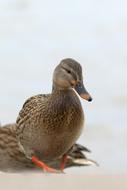 Duck Bird Water