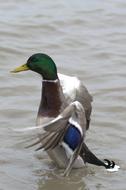 Duck Bird Water