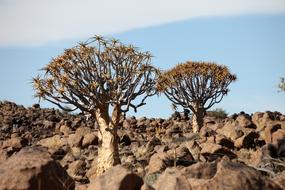exotic trees in africa