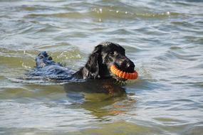 goodly Dog Retriever water