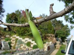 fabulous Praying Mantis Beetle