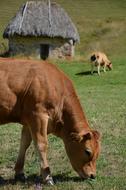 grazing cows in a grassy field