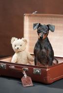 Dog and Teddy Bear in vintage suitcase