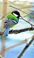 colored little bird in a cage