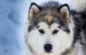 Animals Dog Domestic Animal